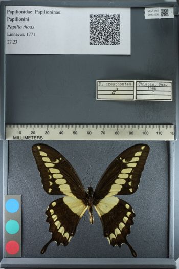 Media type: image;   Entomology 172539
